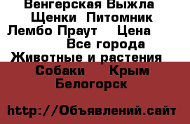 Венгерская Выжла. Щенки. Питомник Лембо Праут. › Цена ­ 35 000 - Все города Животные и растения » Собаки   . Крым,Белогорск